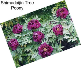 Shimadaijin Tree Peony