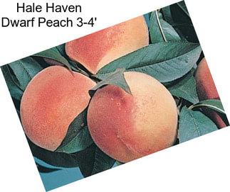 Hale Haven Dwarf Peach 3-4\'