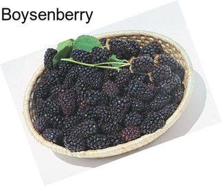 Boysenberry