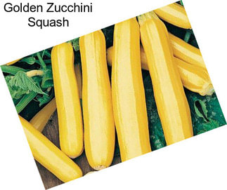 Golden Zucchini Squash