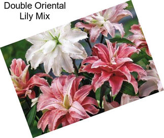 Double Oriental Lily Mix
