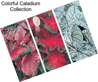 Colorful Caladium Collection