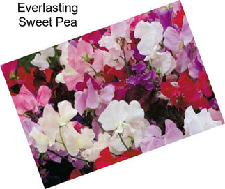 Everlasting Sweet Pea