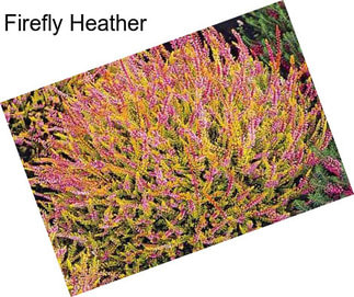 Firefly Heather