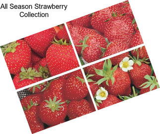 All Season Strawberry Collection