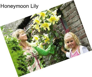 Honeymoon Lily