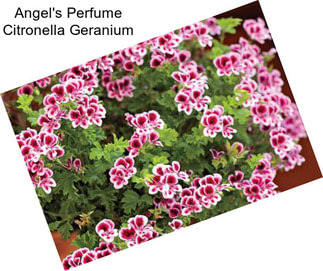 Angel\'s Perfume Citronella Geranium