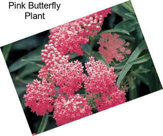 Pink Butterfly Plant