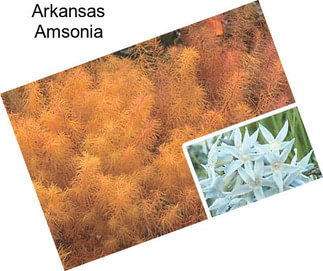 Arkansas Amsonia