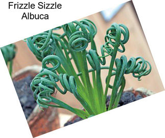 Frizzle Sizzle Albuca