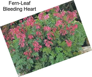 Fern-Leaf Bleeding Heart