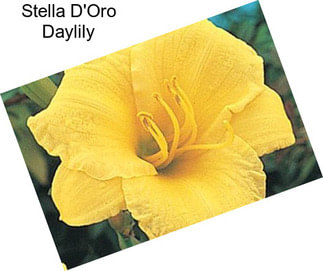 Stella D\'Oro Daylily