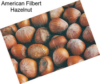 American Filbert Hazelnut