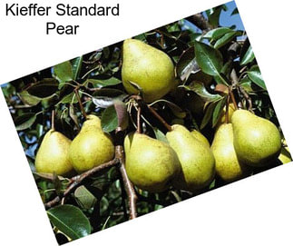 Kieffer Standard Pear