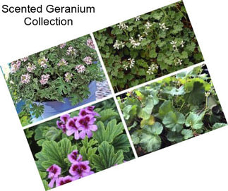 Scented Geranium Collection