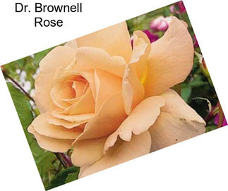 Dr. Brownell Rose