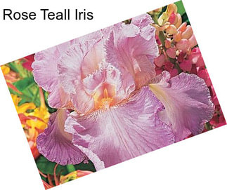 Rose Teall Iris