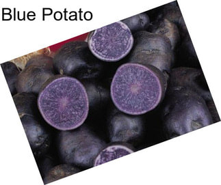 Blue Potato