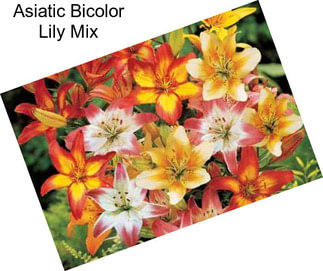 Asiatic Bicolor Lily Mix