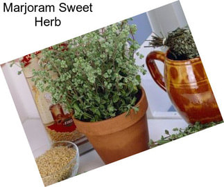 Marjoram Sweet Herb