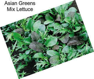 Asian Greens Mix Lettuce