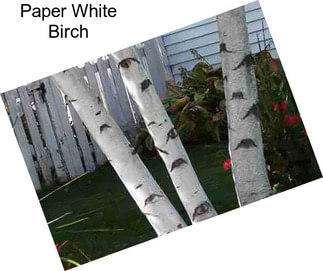 Paper White Birch