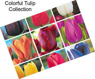 Colorful Tulip Collection