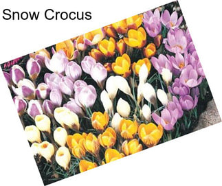 Snow Crocus