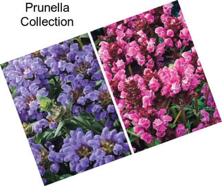 Prunella Collection