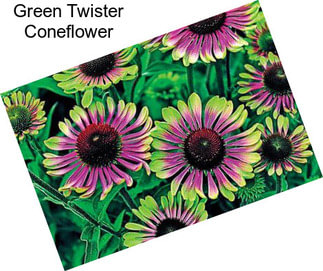 Green Twister Coneflower