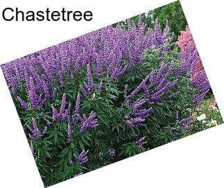 Chastetree