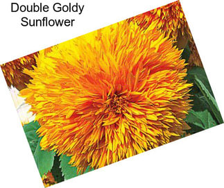 Double Goldy Sunflower