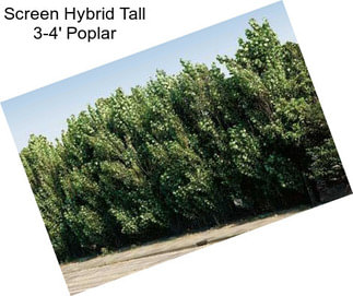 Screen Hybrid Tall 3-4\' Poplar
