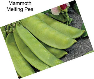 Mammoth Melting Pea