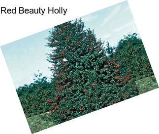 Red Beauty Holly