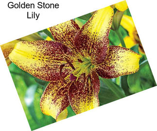 Golden Stone Lily