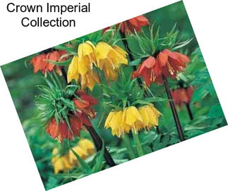 Crown Imperial Collection