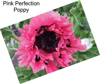 Pink Perfection Poppy