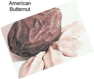 American Butternut