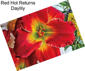 Red Hot Returns Daylily