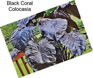 Black Coral Colocasia