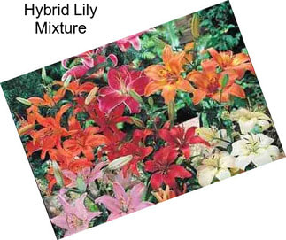Hybrid Lily Mixture