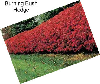 Burning Bush Hedge