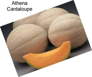 Athena Cantaloupe