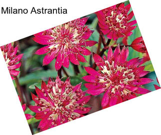 Milano Astrantia