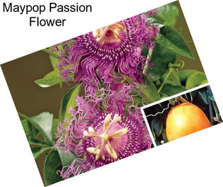 Maypop Passion Flower