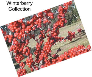 Winterberry Collection