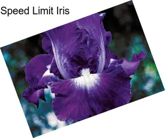 Speed Limit Iris