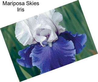 Mariposa Skies Iris