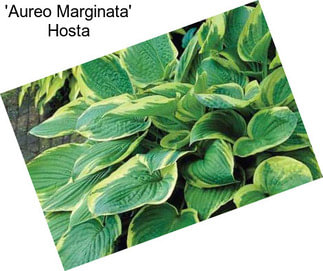 \'Aureo Marginata\' Hosta